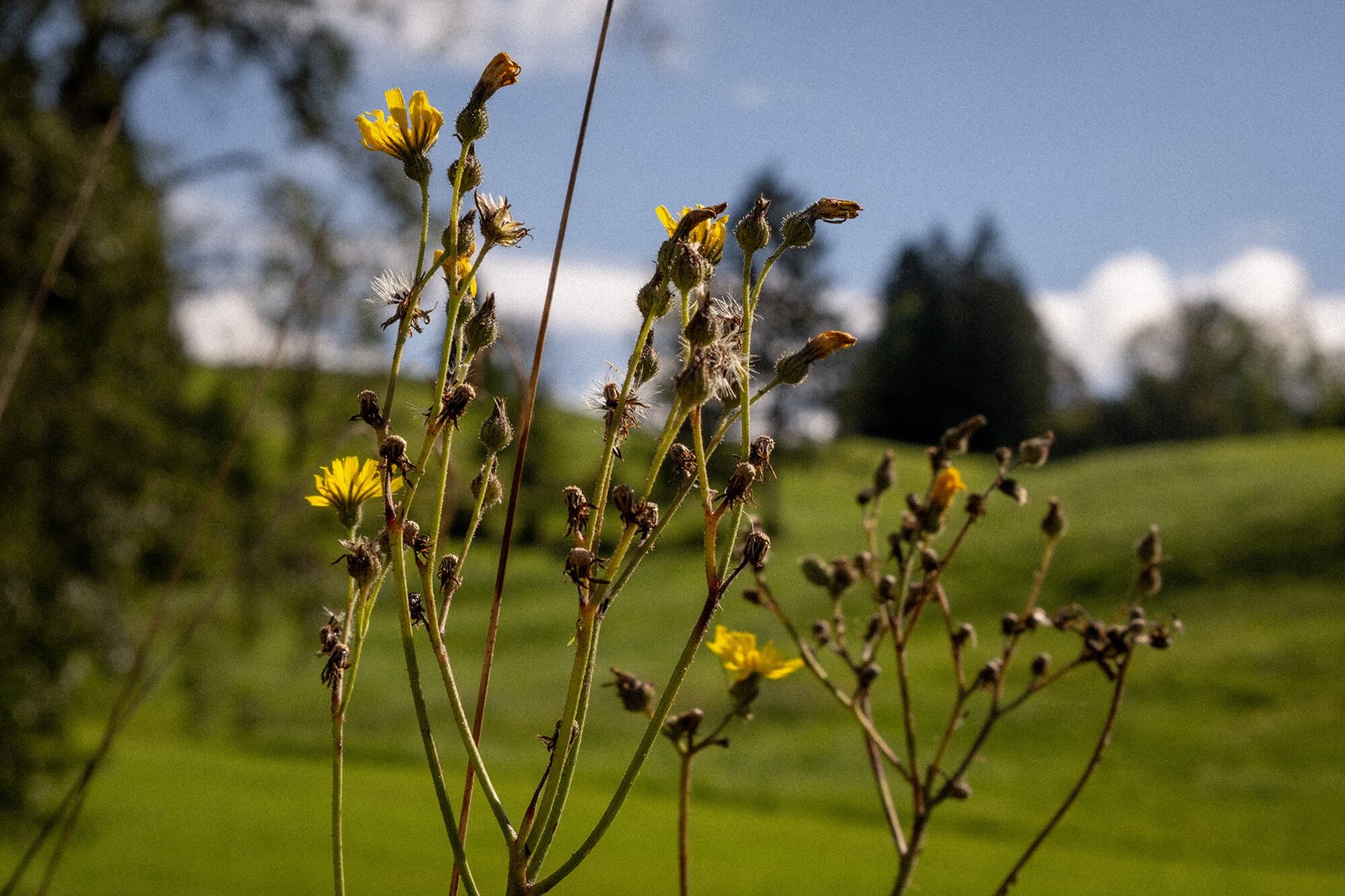 Blumen am Wegrand bei einer Kräuterwanderung zur Oberrieder Kapelle